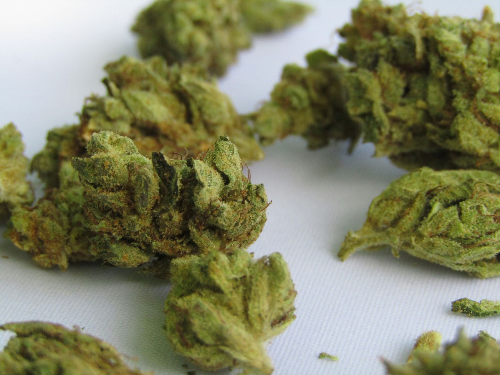 Planta de cannabis ruderalis pequeña y compacta típica de Siberia